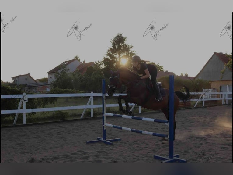Englisches Vollblut Wallach 8 Jahre 160 cm Brauner in Mittelhausen