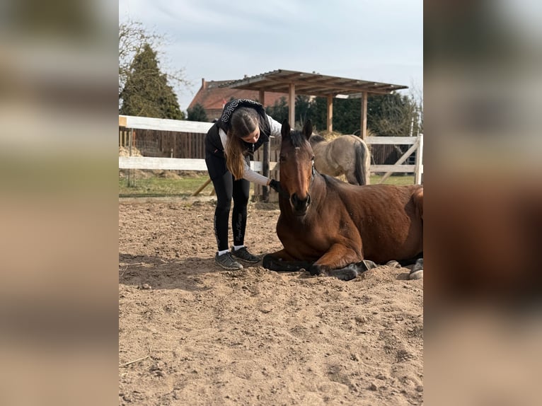 Englisches Vollblut Wallach 8 Jahre 160 cm Brauner in Mittelhausen