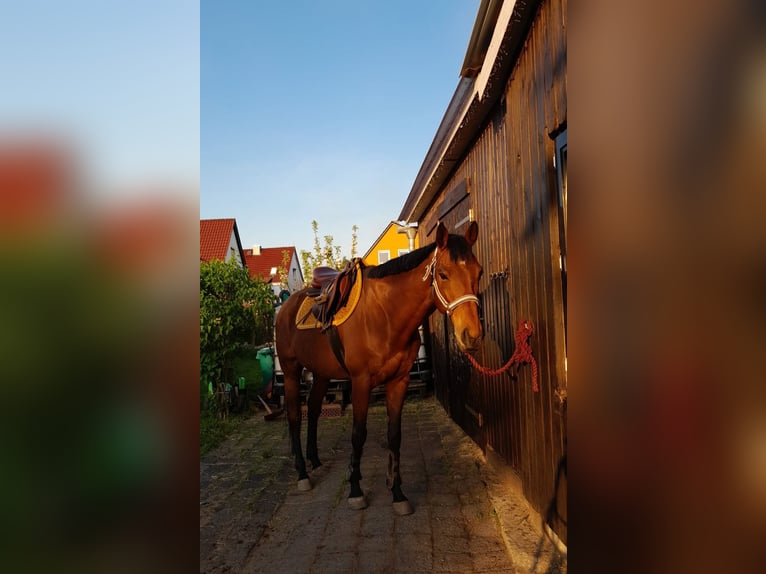 Englisches Vollblut Wallach 8 Jahre 160 cm Brauner in Mittelhausen