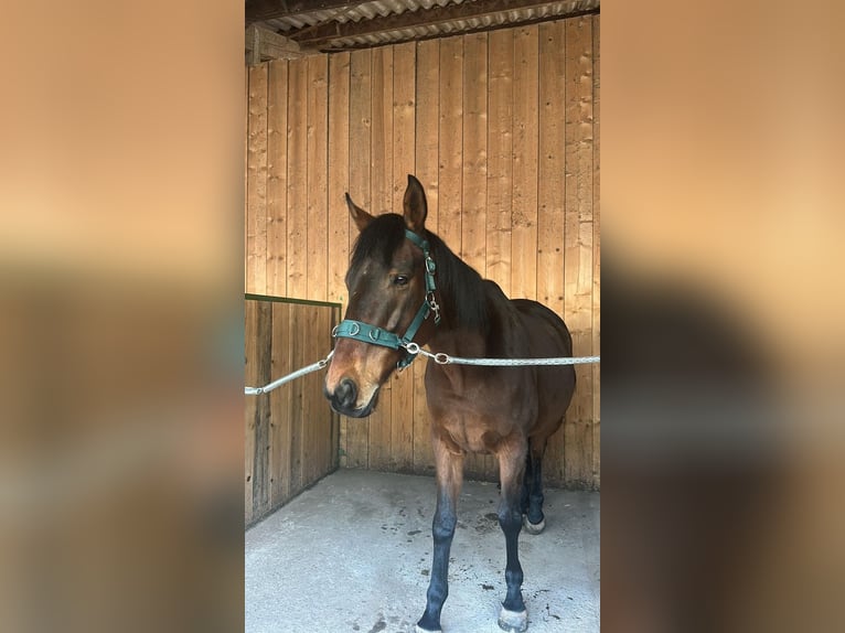 Englisches Vollblut Wallach 8 Jahre 161 cm Brauner in Bexbach