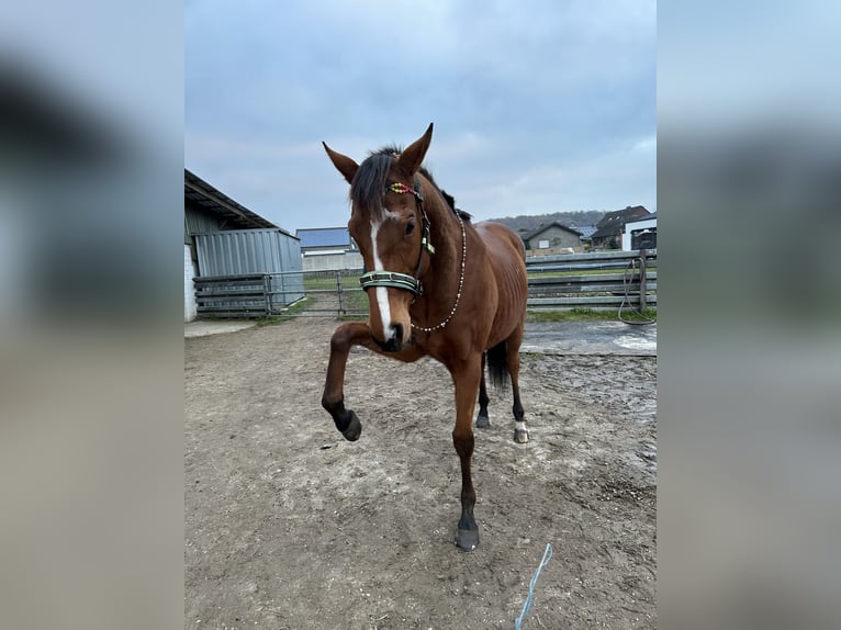 Englisches Vollblut Wallach 8 Jahre 164 cm Hellbrauner in Wassenberg