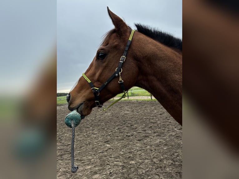 Englisches Vollblut Wallach 8 Jahre 164 cm Hellbrauner in Wassenberg