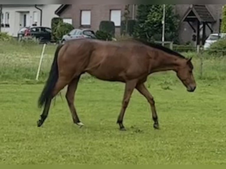 Englisches Vollblut Wallach 8 Jahre 164 cm Hellbrauner in Wassenberg