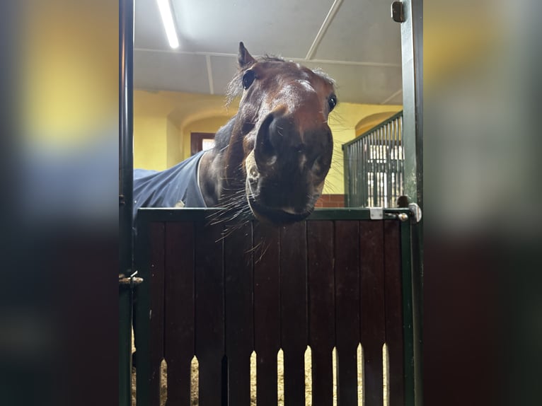 Englisches Vollblut Wallach 8 Jahre 165 cm Brauner in Lützen