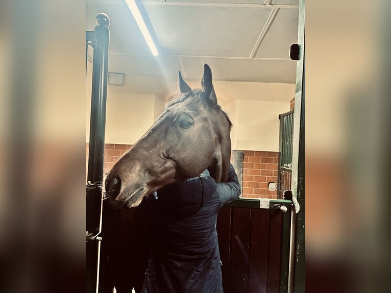 Englisches Vollblut Wallach 8 Jahre 165 cm Brauner in Lützen