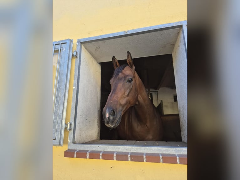 Englisches Vollblut Wallach 8 Jahre 165 cm Brauner in Moosbrunn