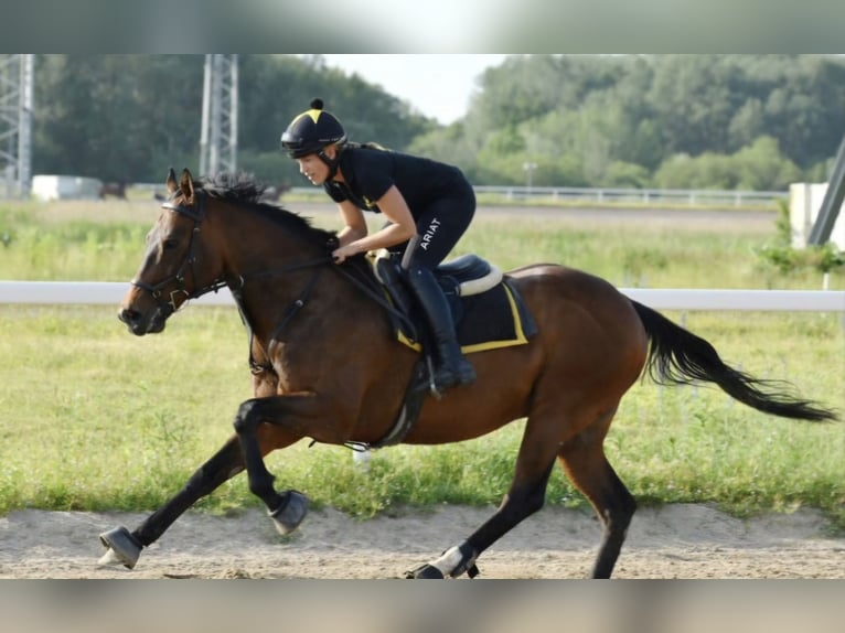 Englisches Vollblut Wallach 8 Jahre 165 cm Brauner in Moosbrunn