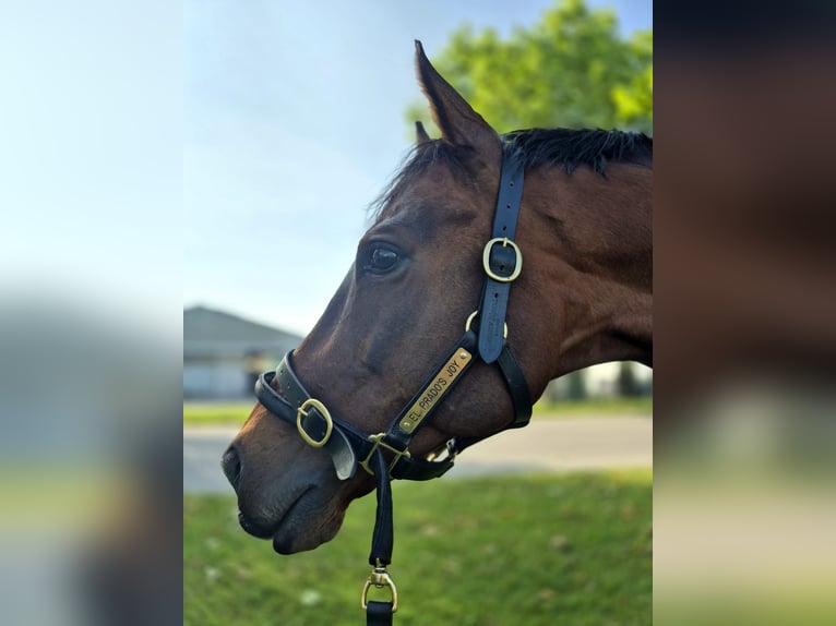 Englisches Vollblut Wallach 8 Jahre 165 cm Brauner in Moosbrunn