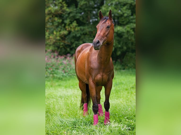 Englisches Vollblut Wallach 8 Jahre 165 cm Brauner in Uetze
