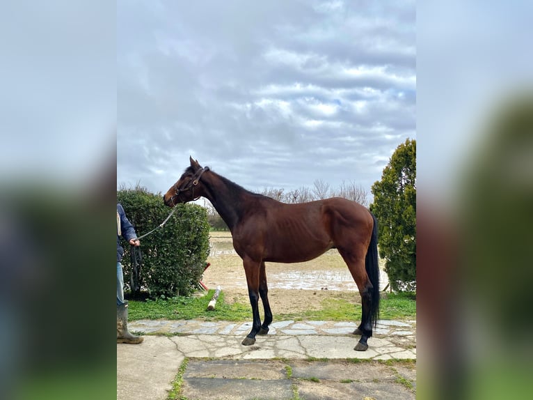 Englisches Vollblut Wallach 8 Jahre 165 cm Brauner in Palencia