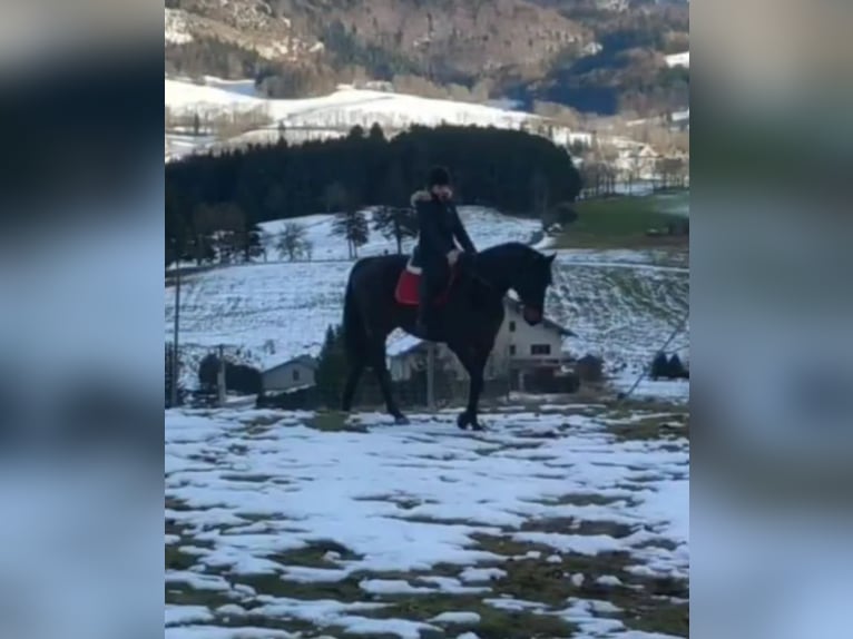 Englisches Vollblut Wallach 8 Jahre 165 cm Dunkelbrauner in Villard de lans