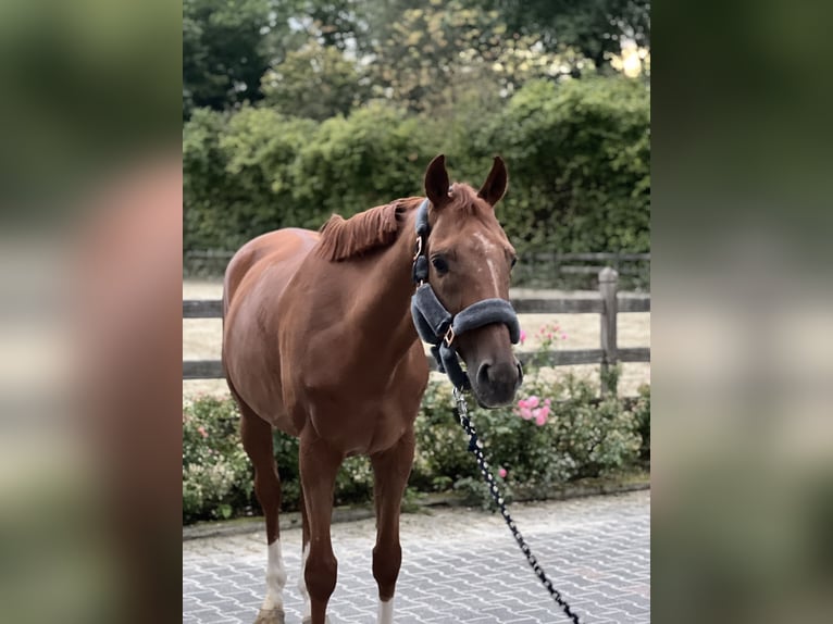 Englisches Vollblut Wallach 8 Jahre 165 cm Fuchs in Schwerte