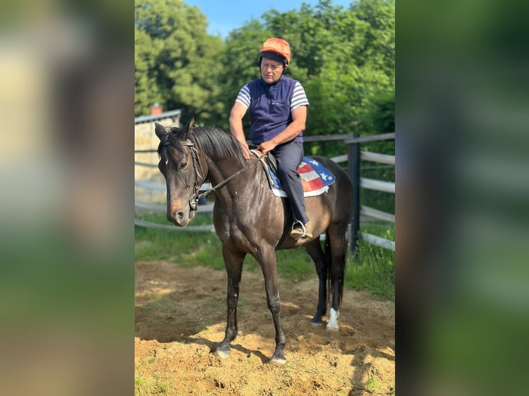 Englisches Vollblut Wallach 8 Jahre 166 cm Dunkelbrauner in Noviny pod Ralskem