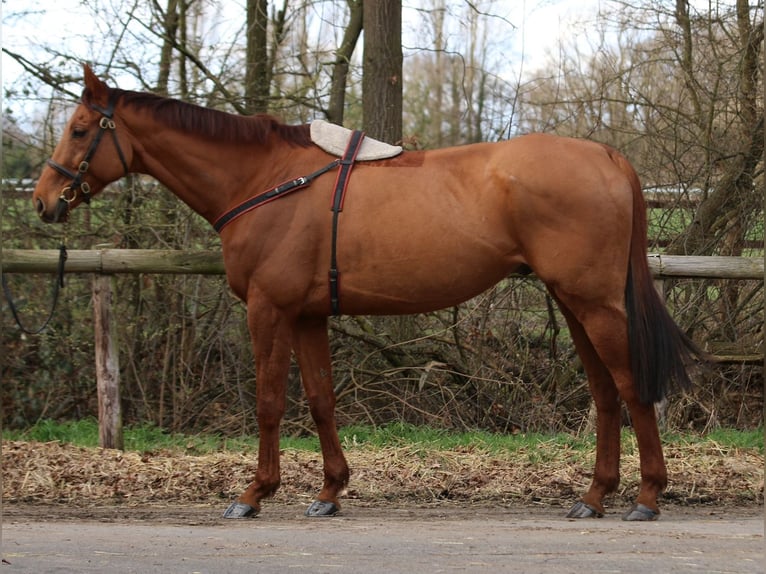 Englisches Vollblut Wallach 8 Jahre 166 cm Fuchs in Weilerswist