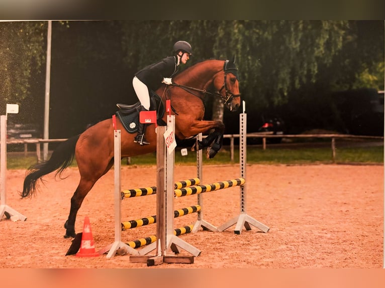 Englisches Vollblut Wallach 8 Jahre 167 cm Brauner in Karlsfeld