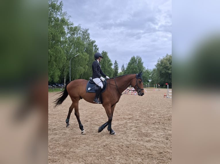 Englisches Vollblut Wallach 8 Jahre 167 cm Brauner in Karlsfeld