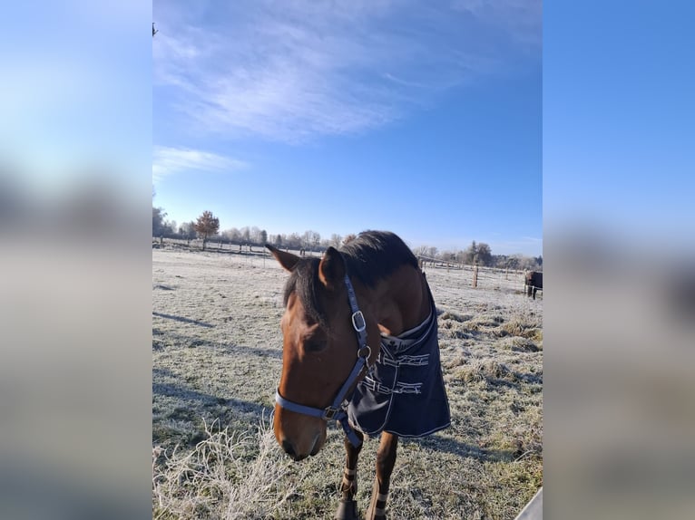Englisches Vollblut Wallach 8 Jahre 167 cm Brauner in Karlsfeld