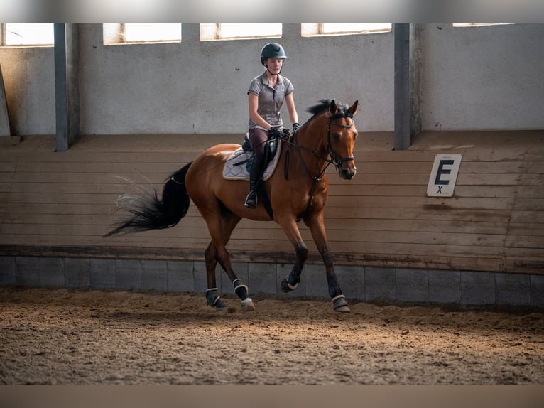 Englisches Vollblut Wallach 8 Jahre 167 cm Brauner in Karlsfeld