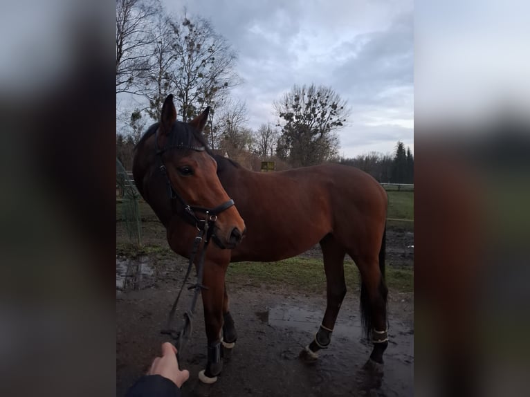 Englisches Vollblut Wallach 8 Jahre 167 cm Brauner in Karlsfeld