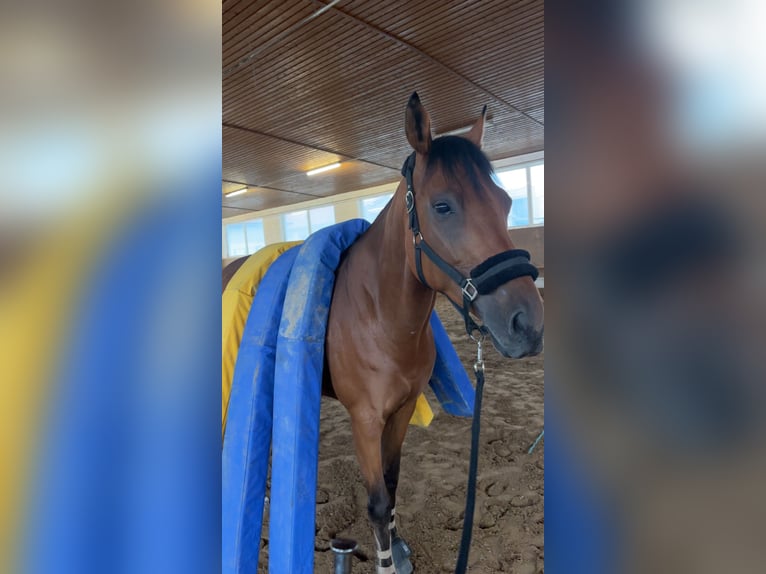 Englisches Vollblut Wallach 8 Jahre 167 cm Brauner in Karlsfeld