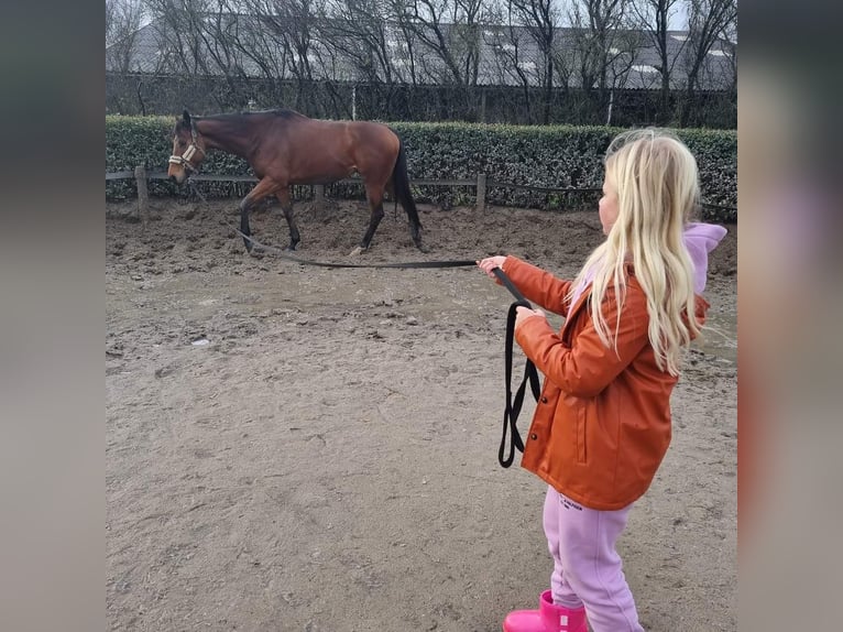 Englisches Vollblut Wallach 8 Jahre 168 cm Brauner in Zwartewaal