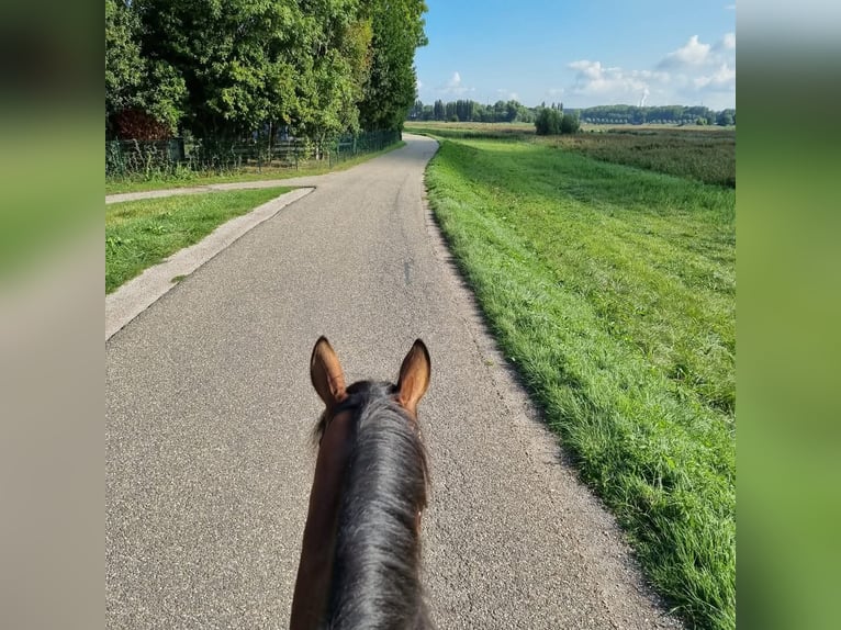 Englisches Vollblut Wallach 8 Jahre 168 cm Brauner in Zwartewaal