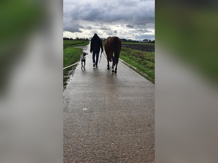 Englisches Vollblut Wallach 8 Jahre 168 cm Brauner in Zwartewaal