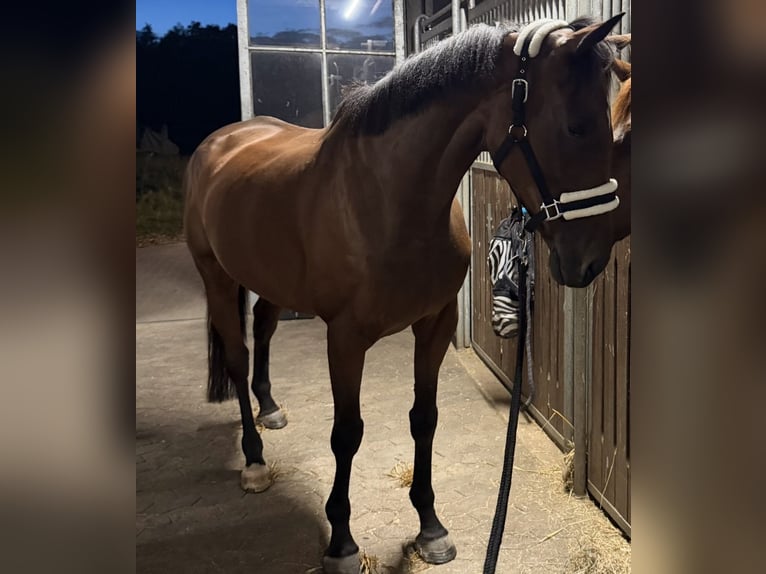 Englisches Vollblut Wallach 8 Jahre 168 cm Brauner in Porta Westfalica