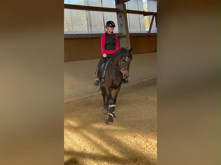 Englisches Vollblut Wallach 8 Jahre 170 cm Roan-Bay in Schönfließ