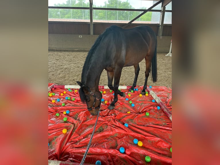 Englisches Vollblut Wallach 8 Jahre 170 cm Roan-Bay in Schönfließ