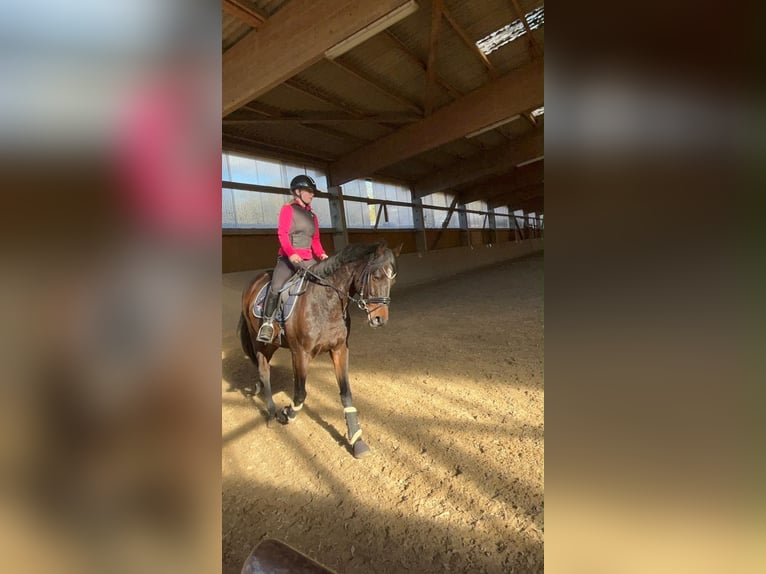 Englisches Vollblut Wallach 8 Jahre 170 cm Roan-Bay in Schönfließ