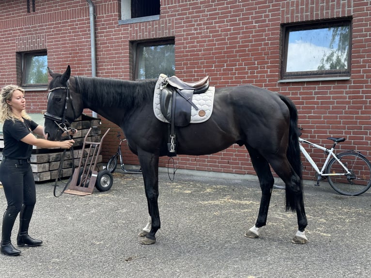 Englisches Vollblut Wallach 8 Jahre 170 cm Schwarzbrauner in Neuenhagen