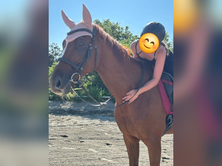 Englisches Vollblut Wallach 8 Jahre 171 cm Fuchs in Kottingbrunn