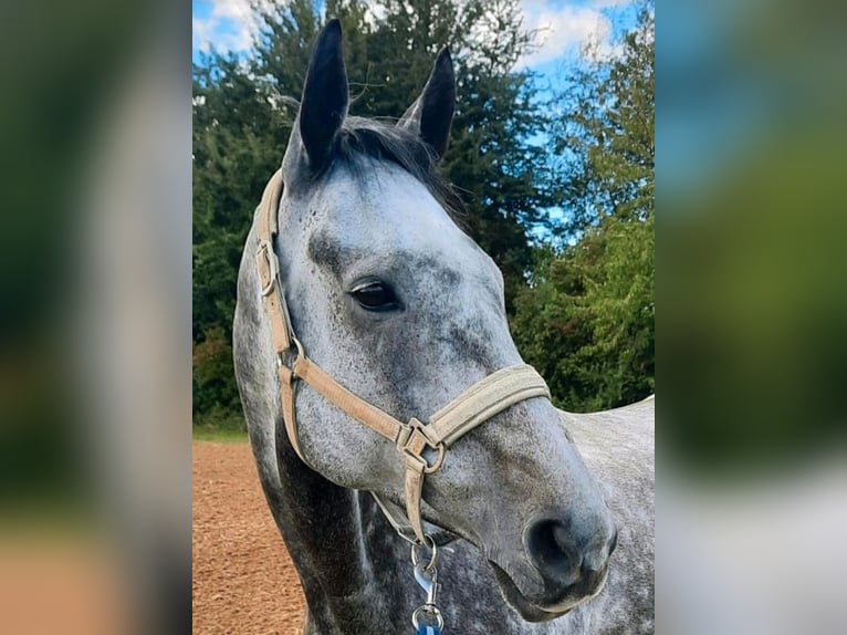 Englisches Vollblut Wallach 8 Jahre 172 cm Apfelschimmel in Waldems