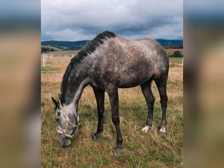 Englisches Vollblut Wallach 8 Jahre 172 cm Apfelschimmel in Waldems