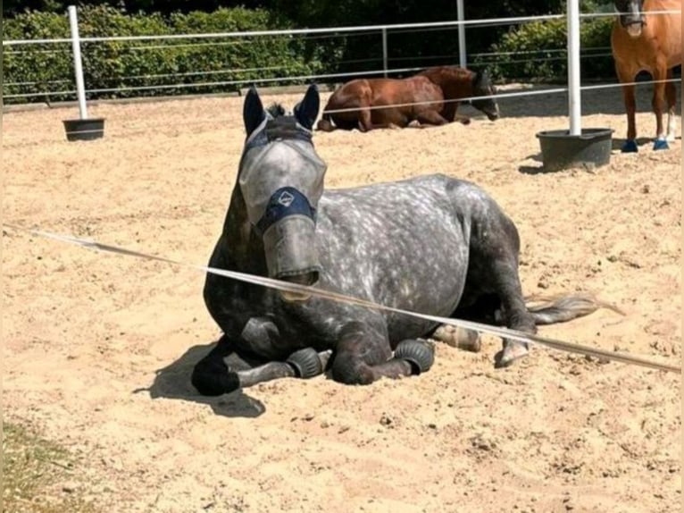 Englisches Vollblut Wallach 8 Jahre 172 cm Apfelschimmel in Waldems