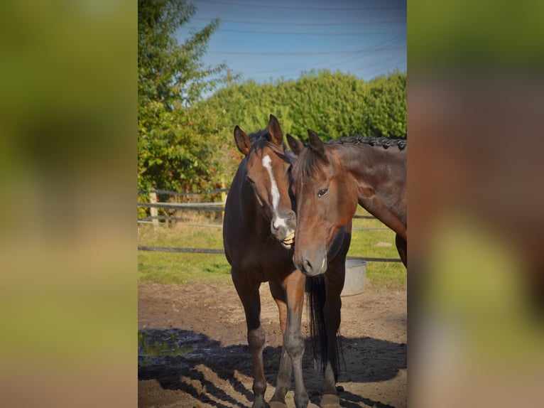 Englisches Vollblut Wallach 8 Jahre 172 cm Brauner in Issum