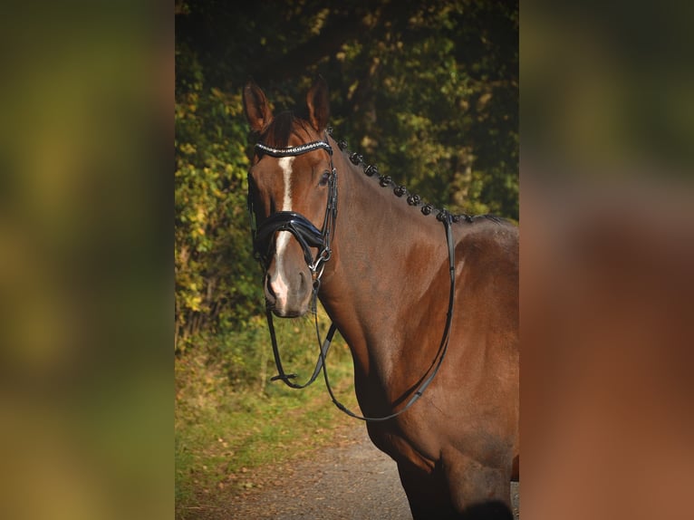 Englisches Vollblut Wallach 8 Jahre 172 cm Brauner in Issum