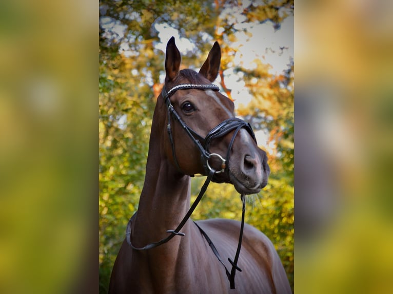 Englisches Vollblut Wallach 8 Jahre 172 cm Brauner in Issum