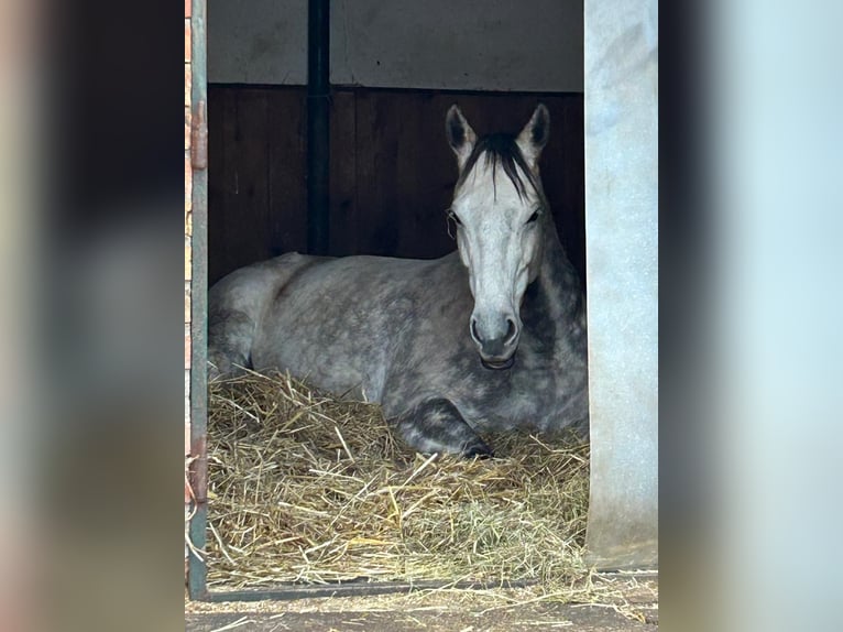 Englisches Vollblut Wallach 9 Jahre 157 cm Kann Schimmel werden in Gänserndorf