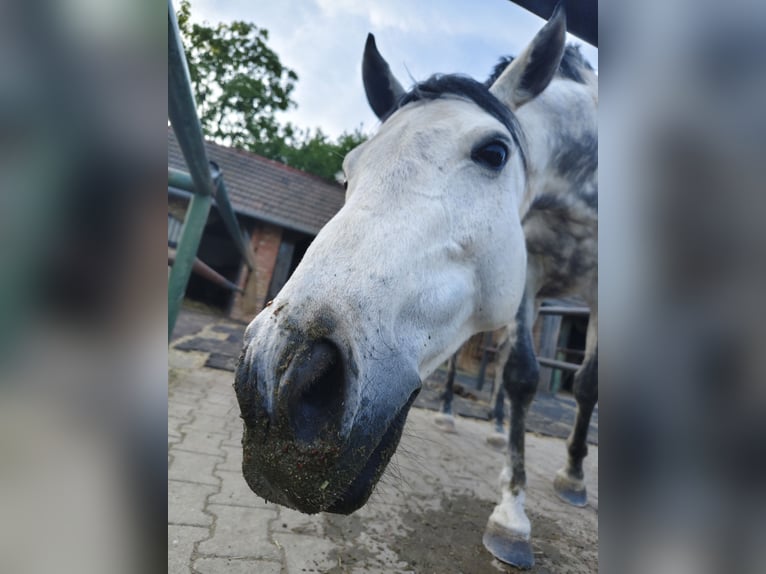 Englisches Vollblut Wallach 9 Jahre 157 cm Schimmel in Gänserndorf