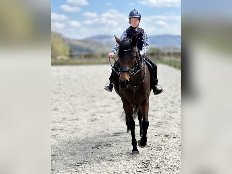 Englisches Vollblut Wallach 9 Jahre 158 cm Brauner in Eschenburg