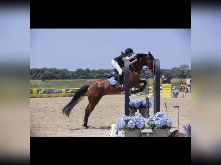 Englisches Vollblut Wallach 9 Jahre 159 cm Brauner in Cecina Marina