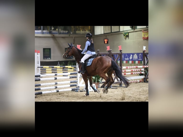 Englisches Vollblut Wallach 9 Jahre 159 cm Brauner in Cecina Marina