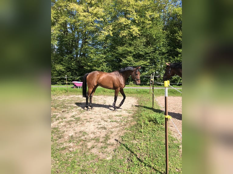Englisches Vollblut Wallach 9 Jahre 160 cm Brauner in Bebra
