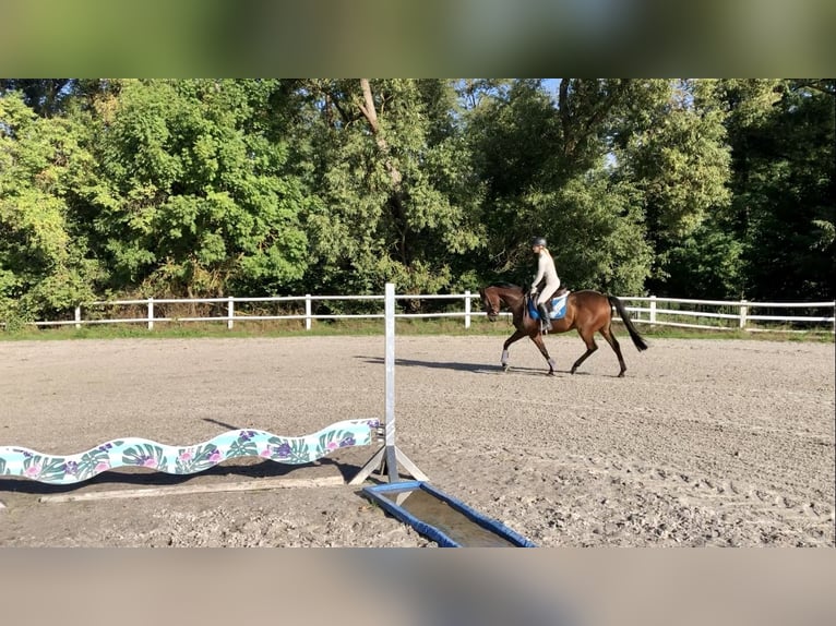 Englisches Vollblut Wallach 9 Jahre 160 cm Brauner in Bebra