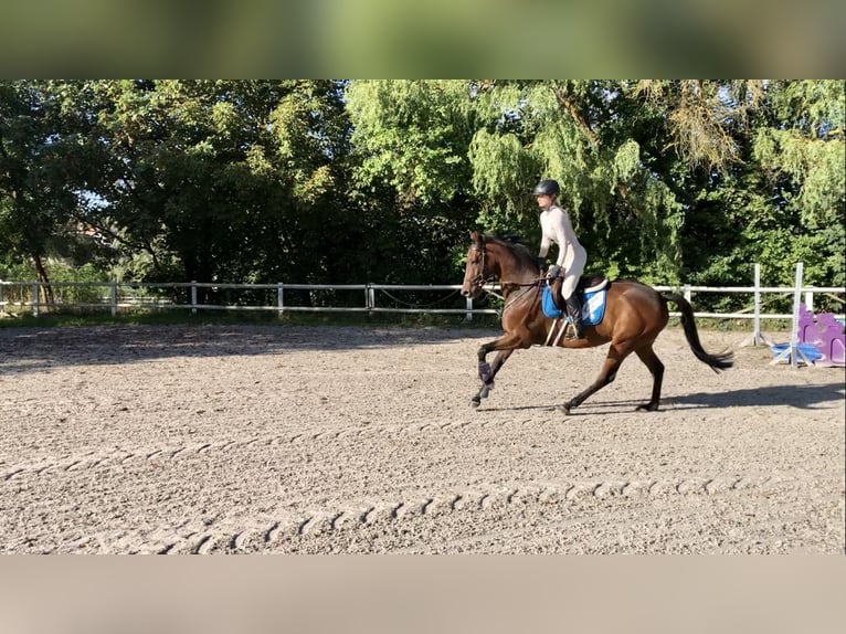Englisches Vollblut Wallach 9 Jahre 160 cm Brauner in Bebra