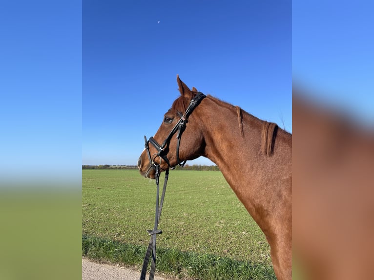 Englisches Vollblut Wallach 9 Jahre 161 cm Fuchs in Tiefenthal