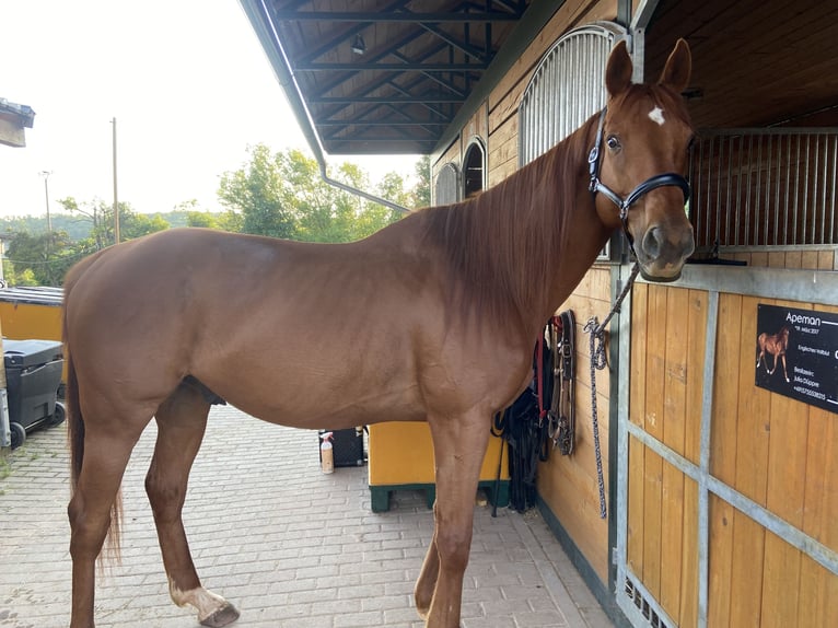 Englisches Vollblut Wallach 9 Jahre 162 cm Fuchs in Saarbrücken