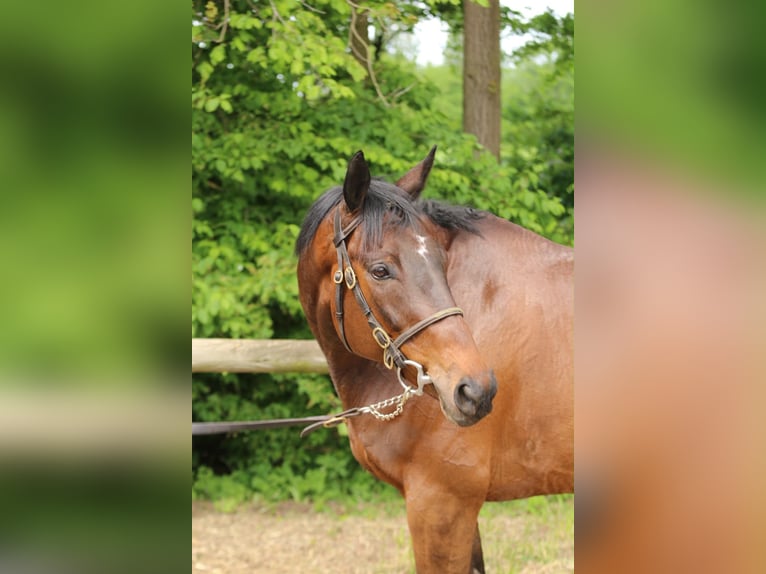 Englisches Vollblut Wallach 9 Jahre 163 cm Brauner in Weilerswist
